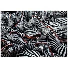 Oferta Puzzle 1000 Piezas Cebras Africanas National Geographic